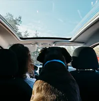 big-black-dog-car